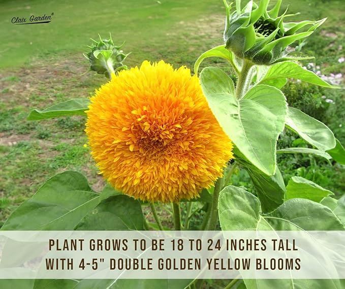 Sunflower Seeds - Teddy Bear - 50 Seeds - Heirloom, Non-GMO, USA Grown, Excellent for Pollinators
