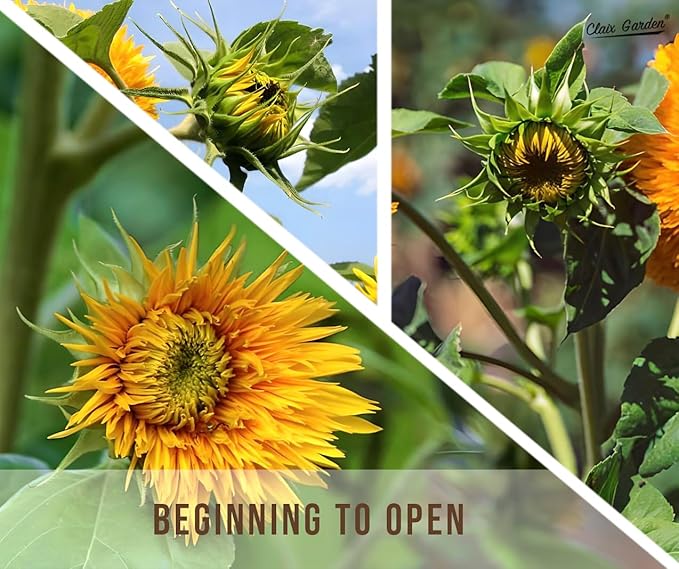 Sunflower Seeds - Giant Teddy Bear - 50 Seeds - Heirloom, Non-GMO, USA Grown, Excellent for
