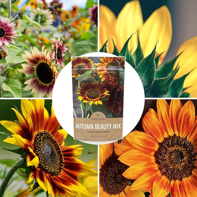Autumn Beauty Sunflower Seeds – Bulk 1/4 Pound Bag – Over 5,000 Open Pollinated Non-GMO Wildflower