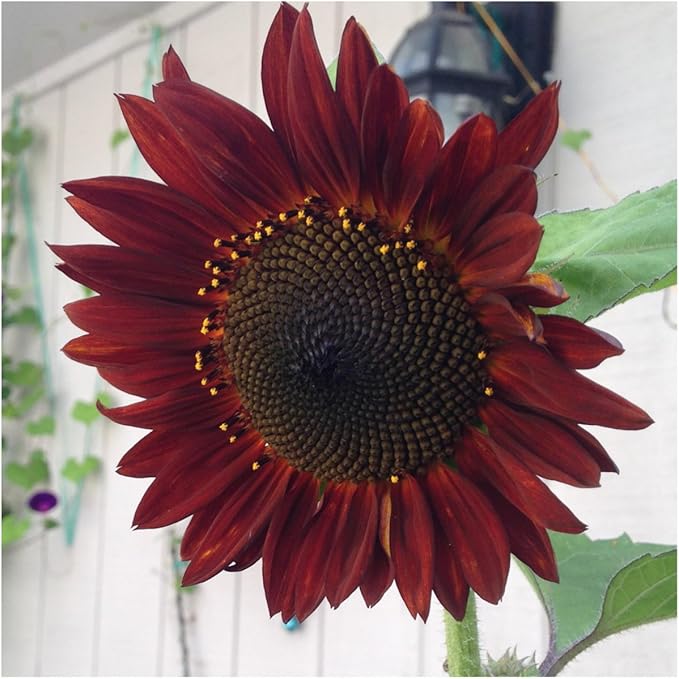 Seed Needs Sunflower Seeds for Planting an Outdoor Flower Garden - Heirloom & Open Pollinated