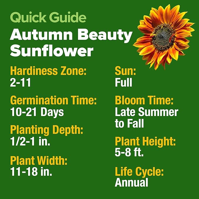 HOME GROWN 𝗨𝗦𝗔 𝗣𝗥𝗘𝗠𝗜𝗨𝗠 Autumn Beauty Sunflower Seeds to Plant 40 Heirloom Non-GMO