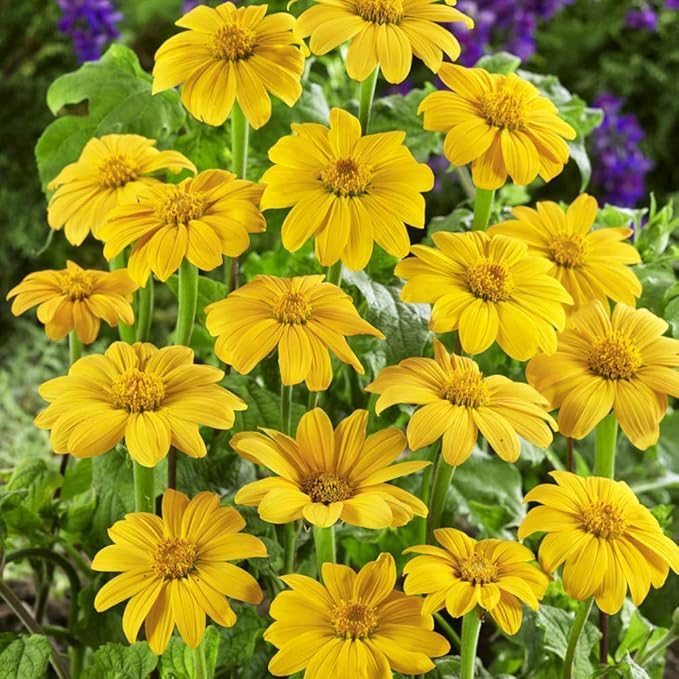 Outsidepride Yellow Torch Mexican Sunflower Seeds - 1000 Pcs Annual, Easy-to-Grow, Yellow Tithonia