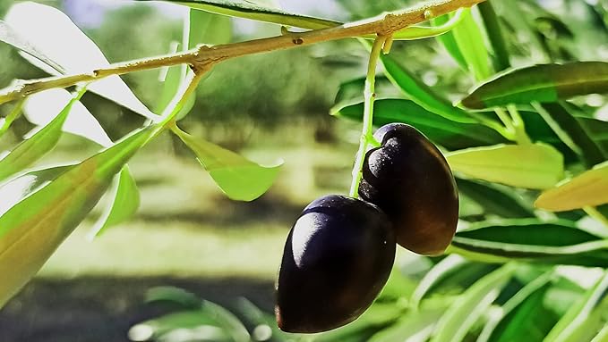 Pack of 4 Kalamon Olives in Vacuum Pack, Kalamata Olives with Greek Oregano and Red Wine Vinegar