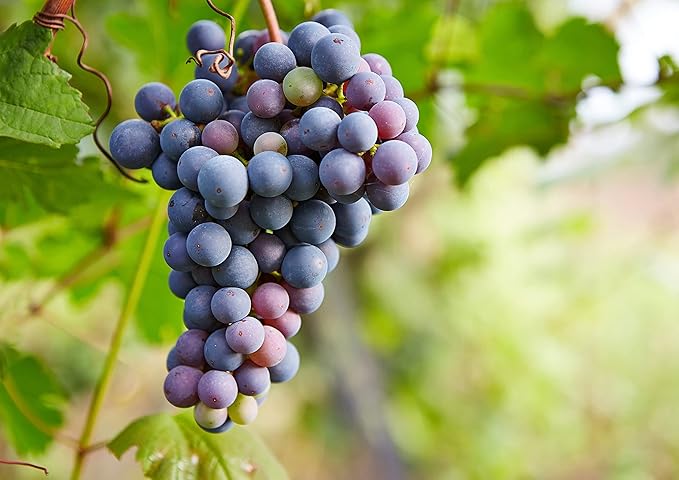 California Zante Currant Raisins, 8 Pounds - Sun-Dried Seedless Grapes, Unsweetened, Unsulfured, No