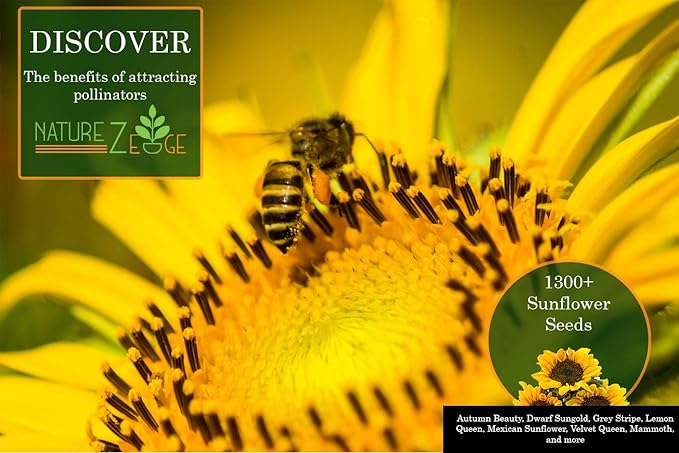 NatureZ Edge 1300+ Sunflower Seeds Garden Variety Pack, Bulk Sunflower Seeds for Planting Flowers