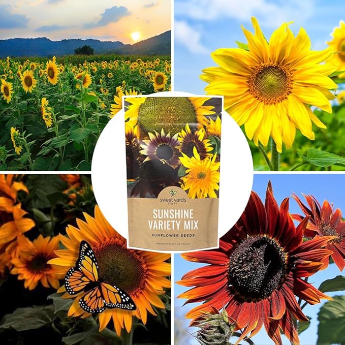 Bulk Sunflower Seeds - Variety Mix 10 Types of Beautiful Sunflowers - 1/4 Pound Bag Open Pollinated