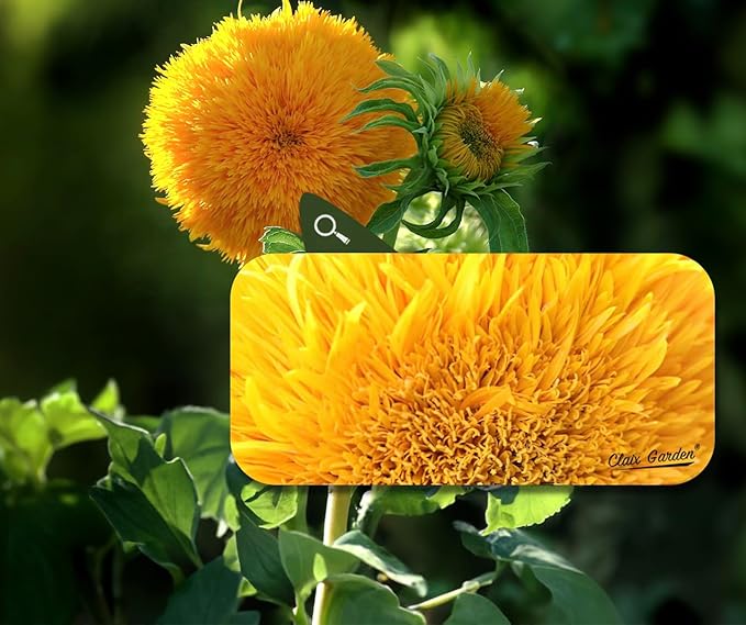 Sunflower Seeds - Giant Teddy Bear - 50 Seeds - Heirloom, Non-GMO, USA Grown, Excellent for