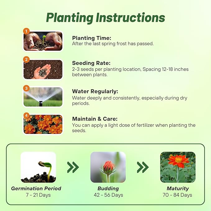 Outsidepride Goldfinger Mexican Sunflower Seeds - 500 Pcs Annual, Easy-to-Grow, Orange Tithonia