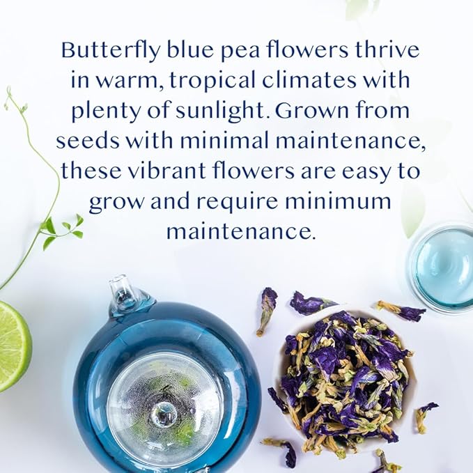 VAHDAM, Butterfly Pea Flower Tea (1.76oz) 100+ Cups | Delicate & Earthy | Vacuum Sealed for