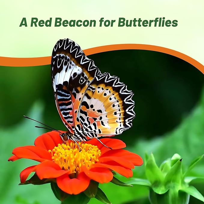 Outsidepride Red Torch Mexican Sunflower Seeds - 1000 Seeds Annual Tithonia, Fast-Growing, Heat &