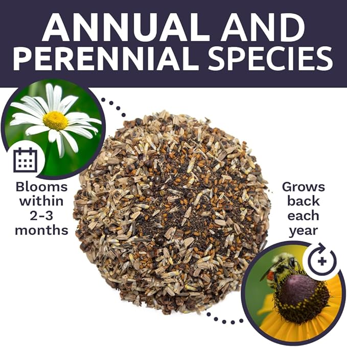 Northeast Wildflower Seeds - Extra Large 1 Ounce Packet - Over 7,500 Native Seeds - Open Pollinated