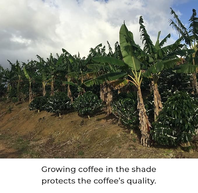 Julian Coffee - Whole Bean, Specialty Grade Single Origin Arabica Coffee From Puerto Rico. Low