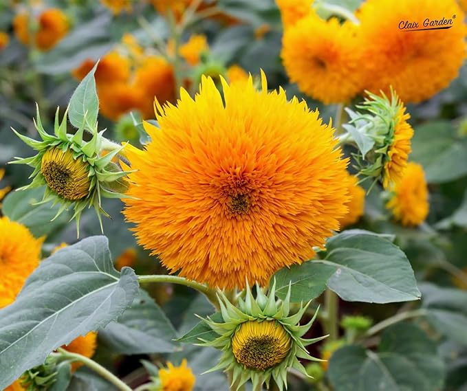 Sunflower Seeds - Teddy Bear - 50 Seeds - Heirloom, Non-GMO, USA Grown, Excellent for Pollinators
