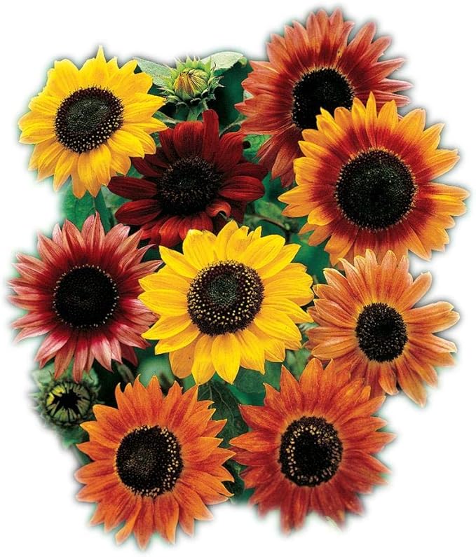 Park Seed Large Flowered Mix Sunflower Seeds – Autumn-Toned Bicolor and Ringed Blooms, 6–10 Ft Tall