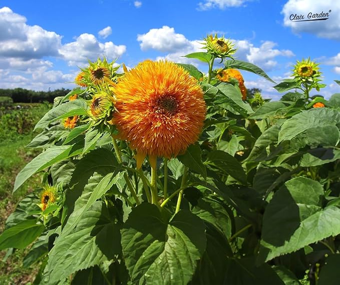 Sunflower Seeds - Giant Teddy Bear - 50 Seeds - Heirloom, Non-GMO, USA Grown, Excellent for