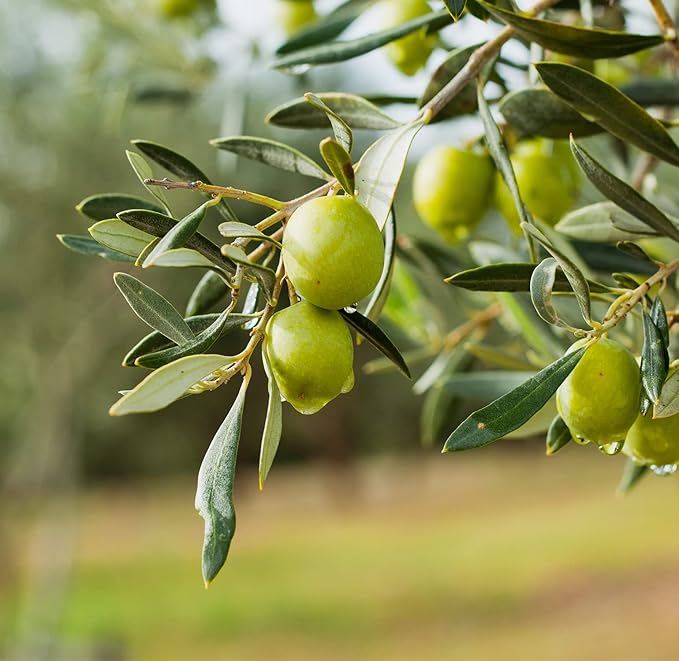 Basilippo Extra Virgin Olive Oil Gourmet - 16.9 OZ / 500 ML - Early Harvest