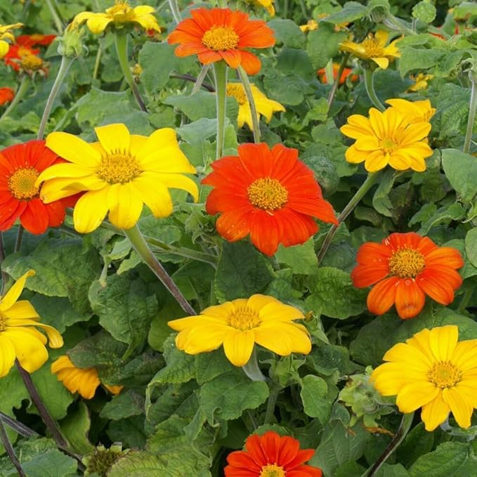 Outsidepride Red Torch Mexican Sunflower Seeds - 1000 Seeds Annual Tithonia, Fast-Growing, Heat &