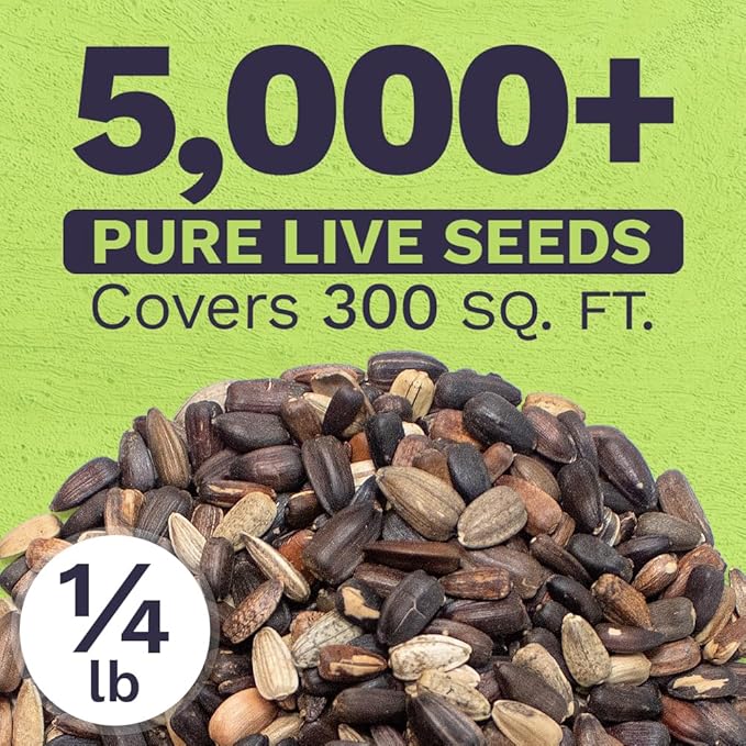 Autumn Beauty Sunflower Seeds – Bulk 1/4 Pound Bag – Over 5,000 Open Pollinated Non-GMO Wildflower