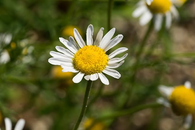 US Organic 100% Pure Chamomile (Roman) Essential Oil - USDA Certified Organic, Steam Distilled