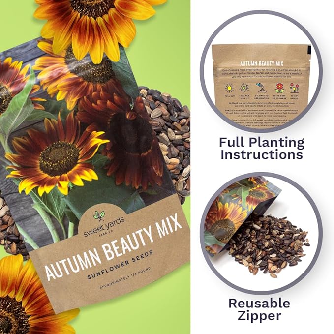 Autumn Beauty Sunflower Seeds – Bulk 1/4 Pound Bag – Over 5,000 Open Pollinated Non-GMO Wildflower