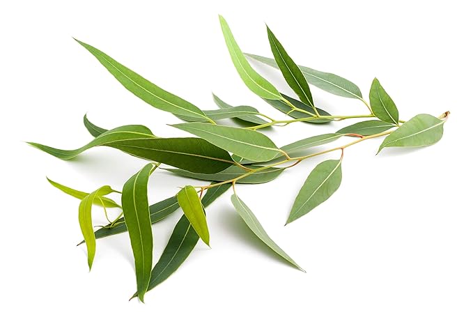 US Organic 100% Pure Eucalyptus Essential Oil (Radiata) - USDA Certified Organic, Steam Distilled