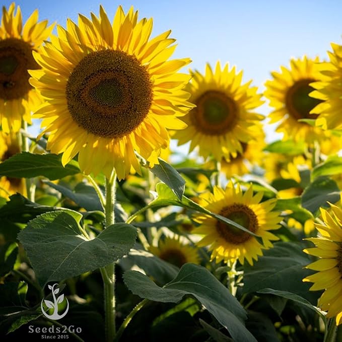 Mammoth Grey Stripe Sunflower Seeds- Helianthus annuus - Pack of 500 Seeds by Seeds2Go