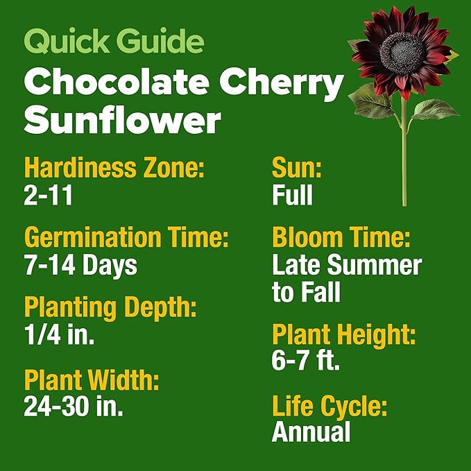 HOME GROWN Chocolate Cherry Sunflower Seeds – 75 𝗡𝗢𝗡-𝗚𝗠𝗢 𝗨𝗦𝗔 Heirloom Seeds for Planting