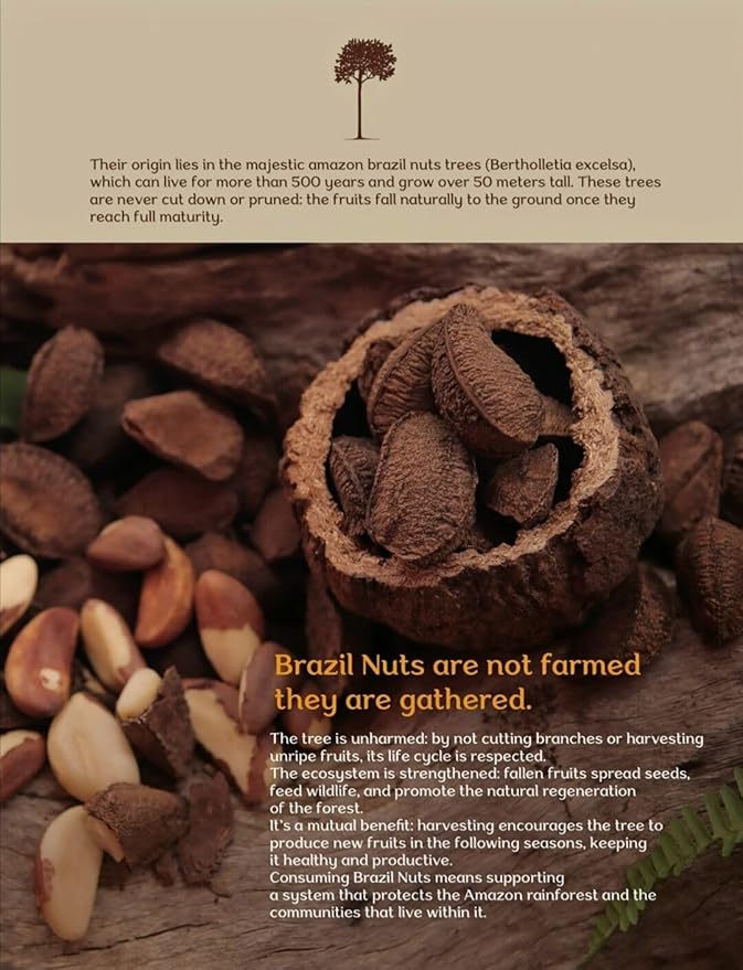 ALMA ZÓNICA – Raw unsalted premium Brazil Nuts, 1 pound (16oz) | Unsalted, Gluten-Free, Kosher |