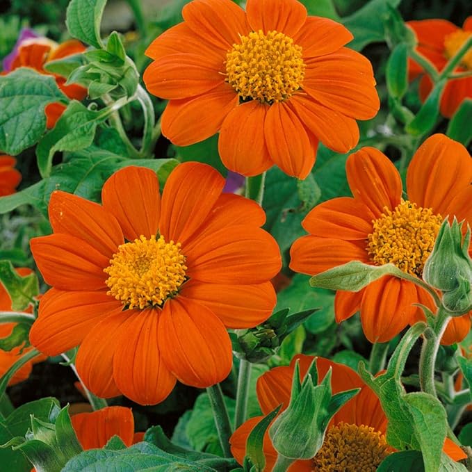 Outsidepride Goldfinger Mexican Sunflower Seeds - 500 Pcs Annual, Easy-to-Grow, Orange Tithonia