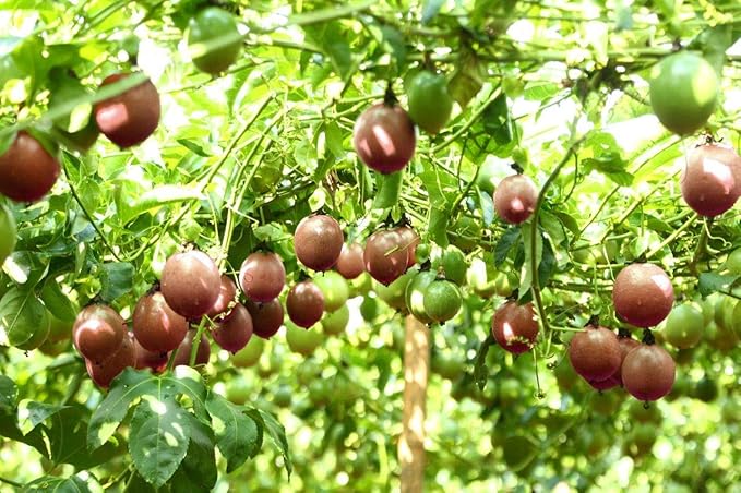Naturally Delicious Dried Passion Fruit Maracuja 8-oz Bags, No Added Chemicals, No Added Colorings