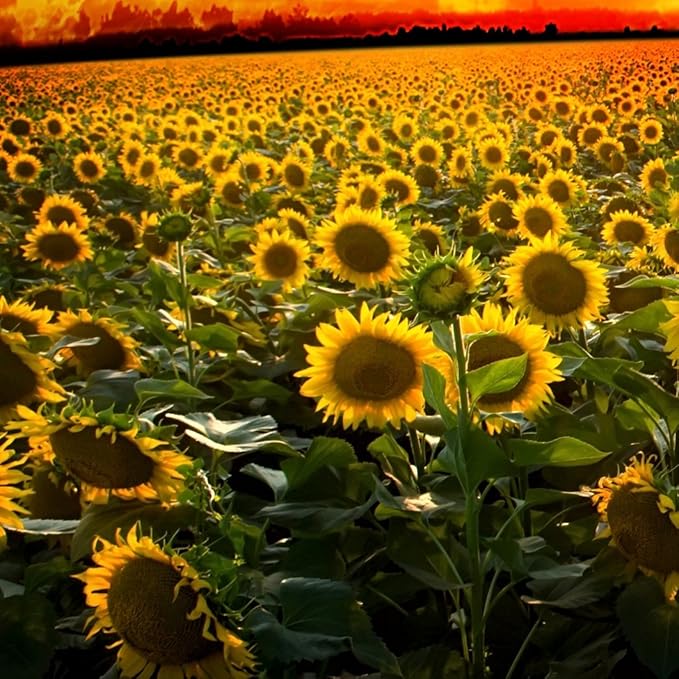 Outsidepride Wild Sunflower Seeds for Planting - 1000 Pcs Annual, Easy to Grow Flower Seeds