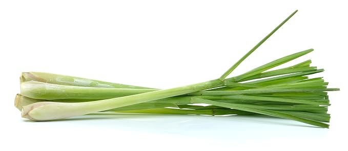 US Organic 100% Pure Lemongrass Essential Oil, USDA Certified Organic, Extracted by Steam