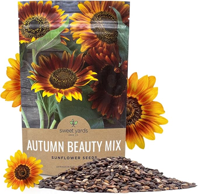 Autumn Beauty Sunflower Seeds – Bulk 1/4 Pound Bag – Over 5,000 Open Pollinated Non-GMO Wildflower