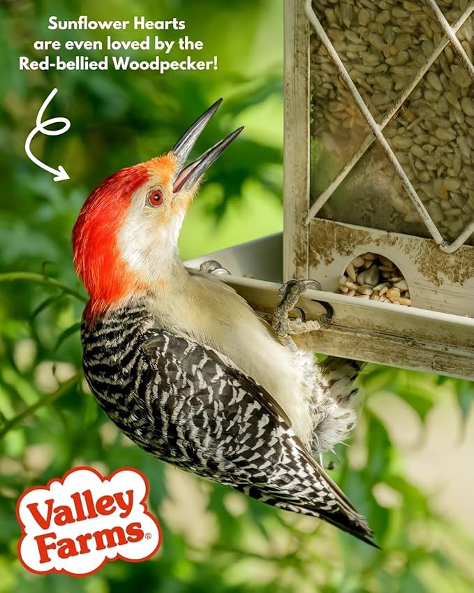 Valley Farms Whole Sunflower Hearts for Birds, Girasol Kernels Wild Bird Food, No Mess Wild Bird