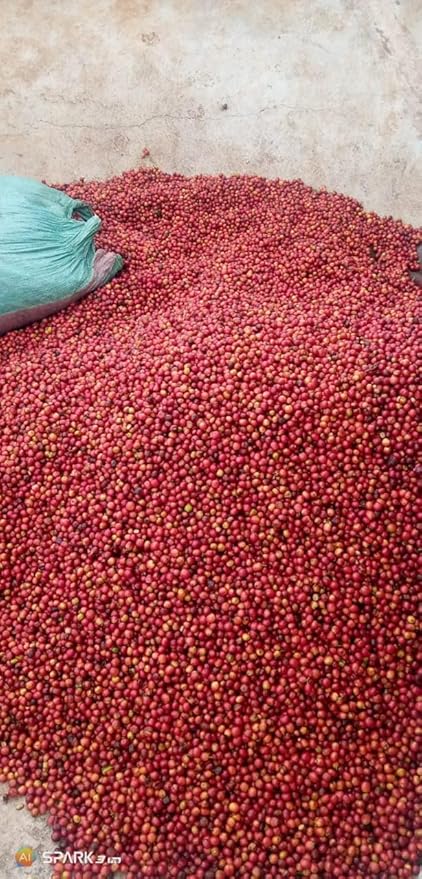 Kenya AA Grade Roasted Arabica Coffee Beans from Kenyan Highlands - 100% Pure Roasted Coffee Beans