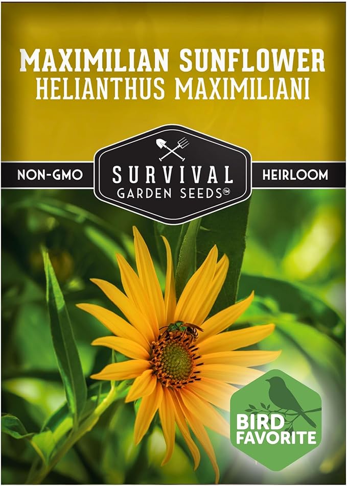 Survival Garden Seeds - Maximilian Sunflower (Helianthus maximiliani) | 10-Foot Prairie Giant |