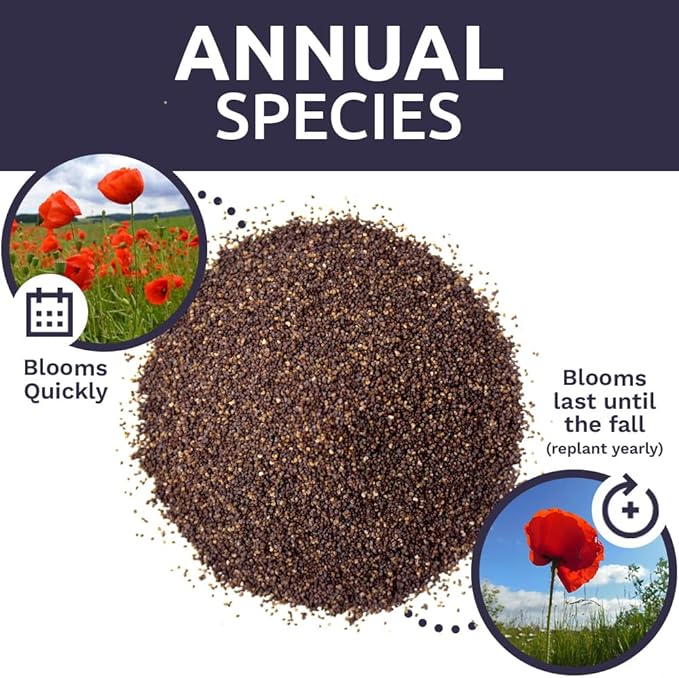 Red Poppy Seeds - Bulk 1/4 Pound Bag - Over 800,000 Wildflower Seeds