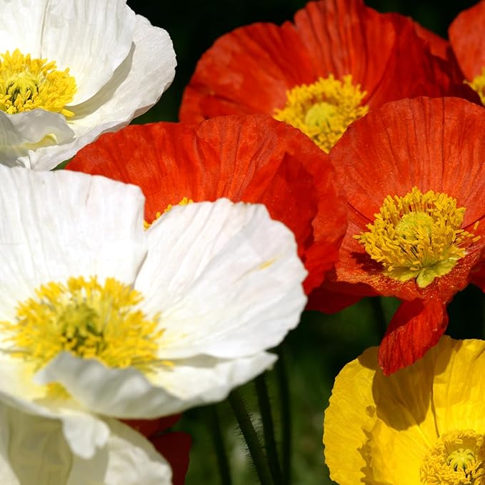 Iceland Poppy (Papaver Nudicaule) – 34,700 Non-GMO Seeds | Easy-to-Grow Pollinator-Friendly