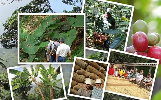 Jim?™s Organic Coffee ??Colombian ??Single Origin, Medium Roast - Whole Bean 12 oz Bag