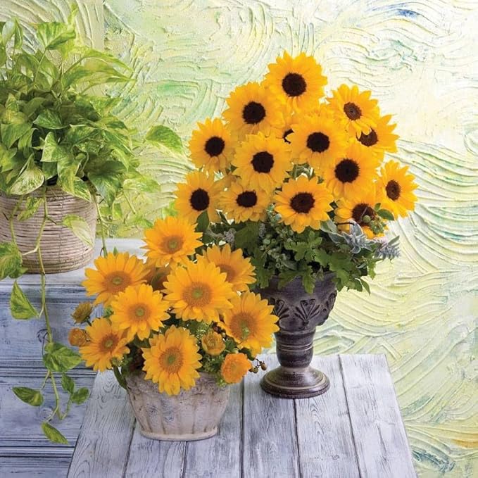 Park Seed Vincent’s Choice Sunflower Seeds – Pollen-Free Upward-Facing Golden Blooms, Easy to Grow