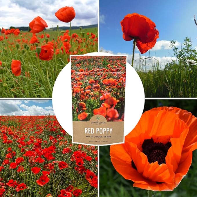 Red Poppy Seeds - Bulk 1/4 Pound Bag - Over 800,000 Wildflower Seeds