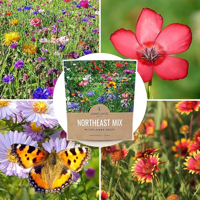 Northeast Wildflower Seeds - Extra Large 1 Ounce Packet - Over 7,500 Native Seeds - Open Pollinated