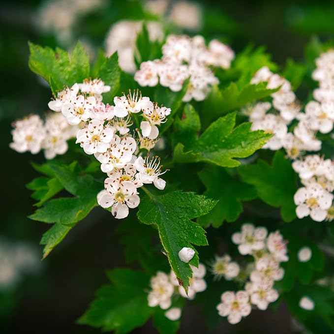 MagJo Naturals, Hawthorn Leaf and Flower (1 Pound), Wild-Crafted, Cut and Sifted, Dried Loose Leaf