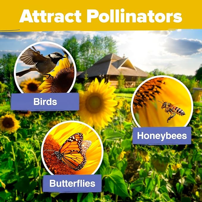 Home Grown Sunflower Seeds for Planting | 8 Varieties |1000+ Non-GMO Sun Flower Seeds Packets to
