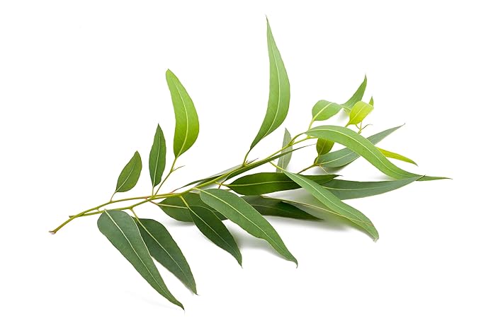 US Organic 100% Pure Eucalyptus Essential Oil (Globulus) - USDA Certified Organic, Steam Distilled