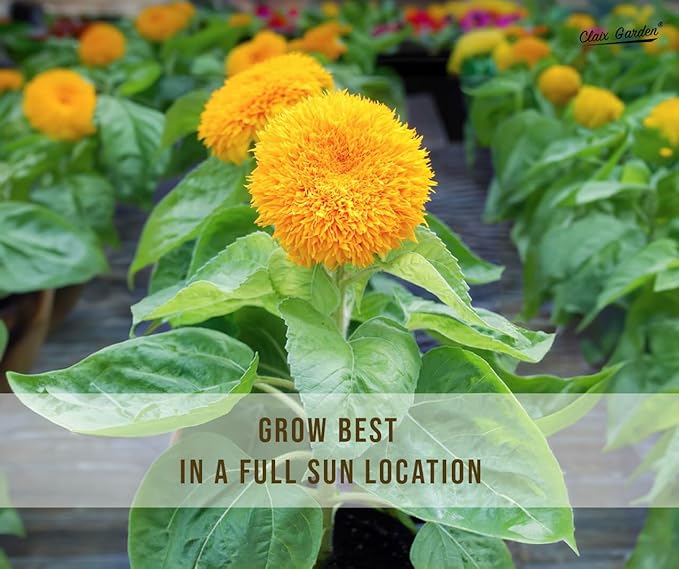 Sunflower Seeds - Teddy Bear - 50 Seeds - Heirloom, Non-GMO, USA Grown, Excellent for Pollinators