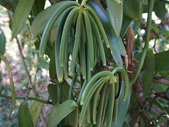 25 Organic Madagascar Vanilla Beans Grade A/B. Certified USDA Organic. Bulk for Extract and