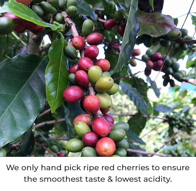 Julian Coffee - Whole Bean, Specialty Grade Single Origin Arabica Coffee From Puerto Rico. Low