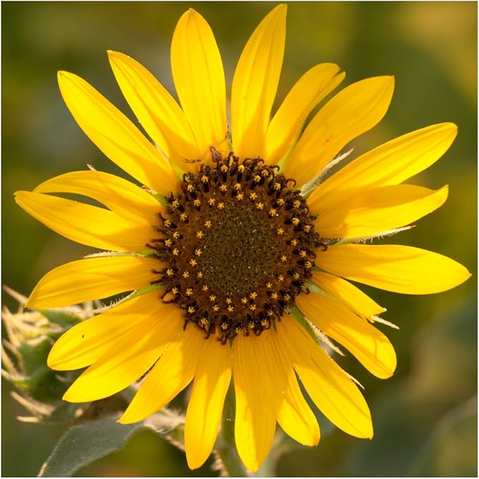 Seed Needs Sunflower Seeds for Planting an Outdoor Flower Garden - Heirloom & Open Pollinated