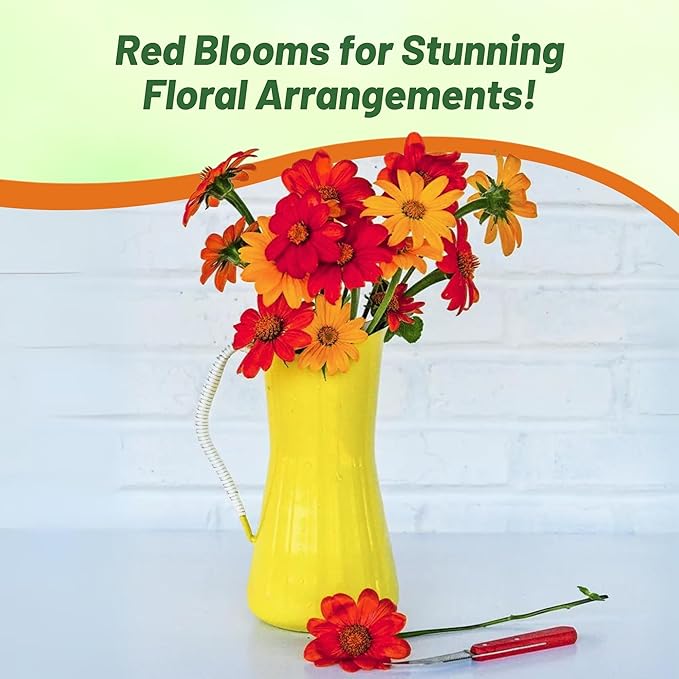 Outsidepride Red Torch Mexican Sunflower Seeds - 2000 Seeds Annual Tithonia, Fast-Growing, Heat &